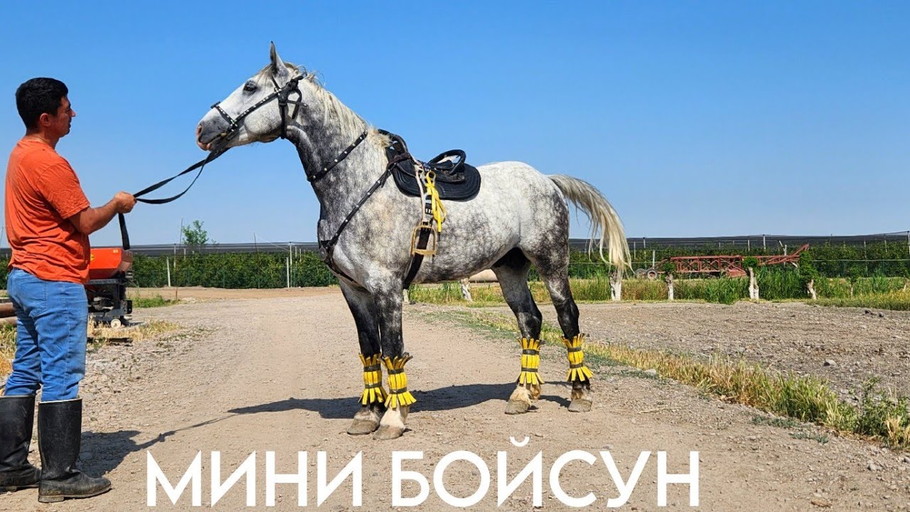 МИНИ БОЙСУН СОТИЛАДИ! ОНЛАЙН ОТ БОЗОР! ОНЛАЙН КОННЫЙ РЫНОК!