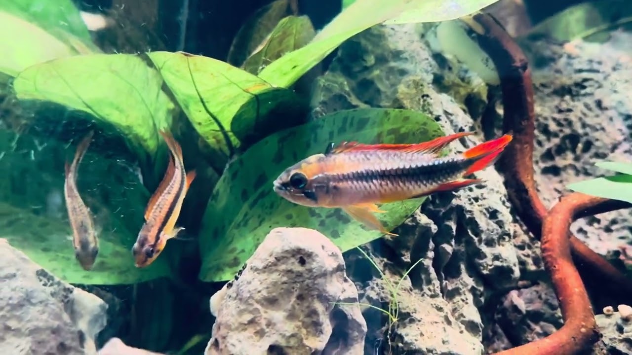 Apistogramma Agassizii - starke Farben - double red