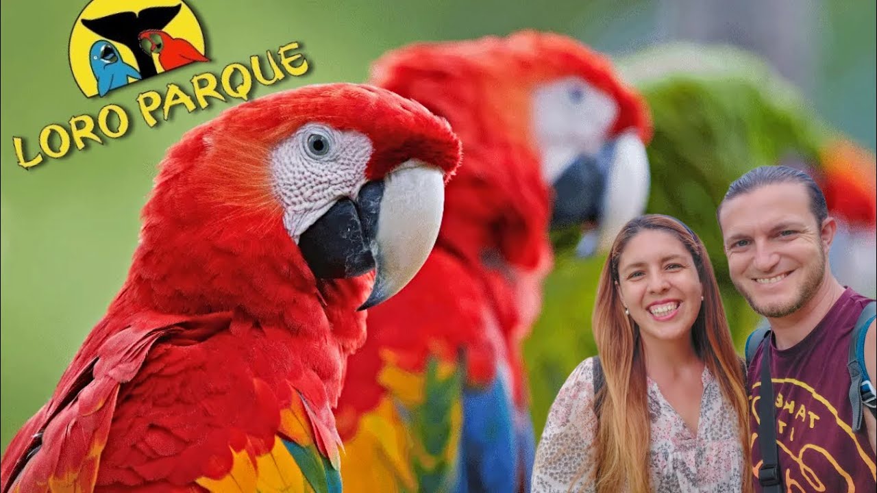 Así es LORO PARQUE Tenerife 2026 | El Mejor parque de animales del mundo | CONSEJOS (Canarias)
