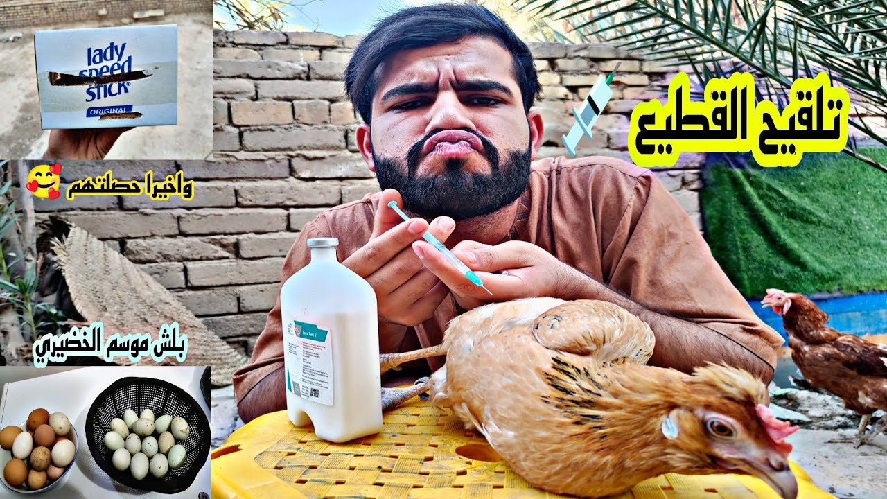 لقحت الدجاج 💉بيضت الجلبة 🤣جبت فناجس