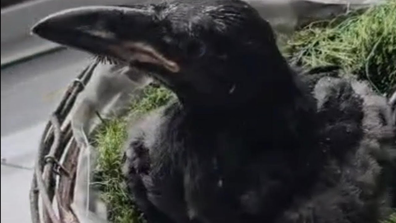 Oscar the Raven: Life With a Super-Intelligent Bird