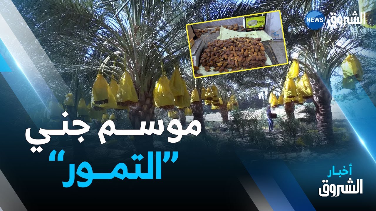 أولاد جلال | جني التمور..موسم يوفّر مناصب شغل لشباب من مختلف الولايــات