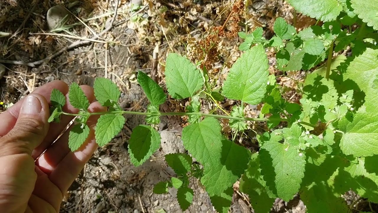 Good Plants:  two members of the marvelous mint family - Always Ants