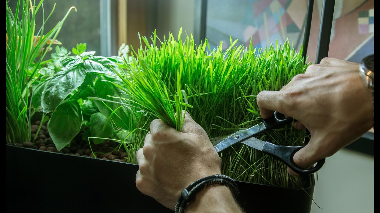 What is an AquaSprouts Aquaponics Garden?