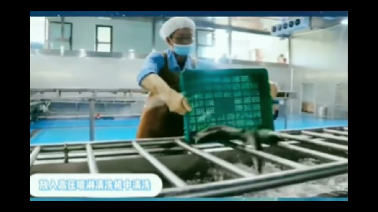 Fish processing, whitefish processing, #fishmachine #fishprocessing #seafood #seafood #aquaculture