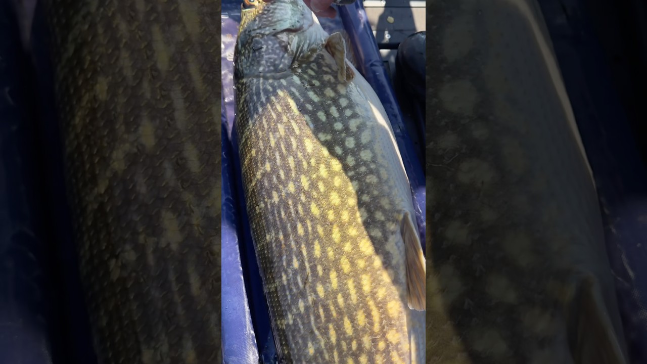 Big prespawner from the shallows with a strange tail!