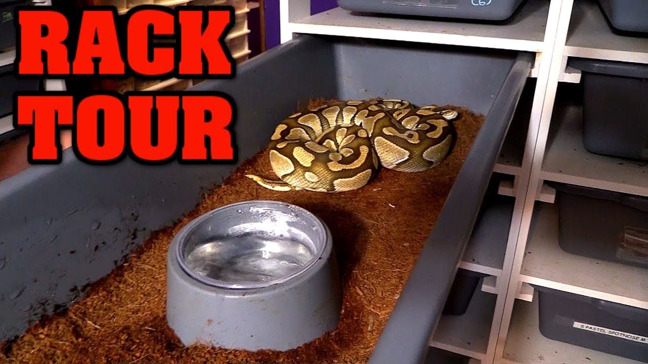 New reptile room tour: the beginning, the first snake racks!