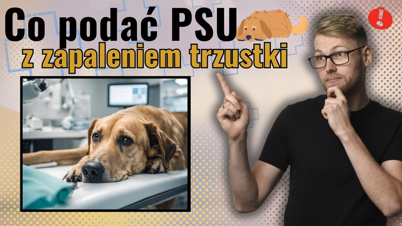 Jak karmić PSA z zapaleniem trzustki - Rady dietetyka zwierzęcego ! 🐶