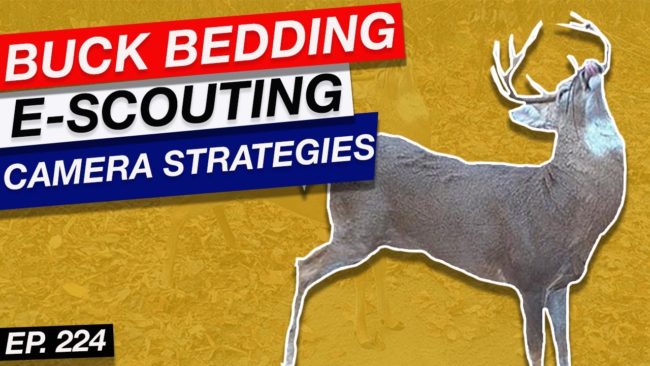 Buck Beds, e Scouting, & Gear Updates
