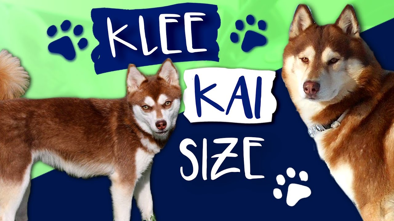Alaskan Klee Kai Size: What Size Are Klee Kai -AKK?