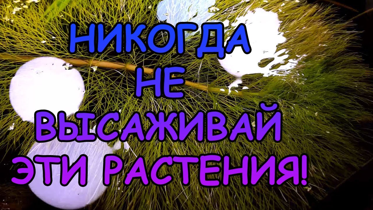 НИКОГДА НЕ САЖАЙ ЭТИ РАСТЕНИЯ..