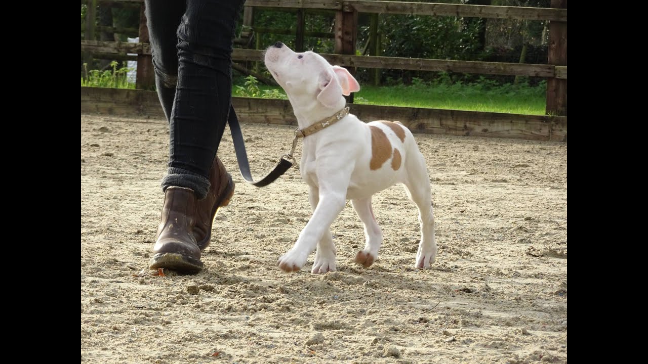 Fizz - American Bulldog Puppy - 3 Week Residential Dog Training at Adolescent Dogs