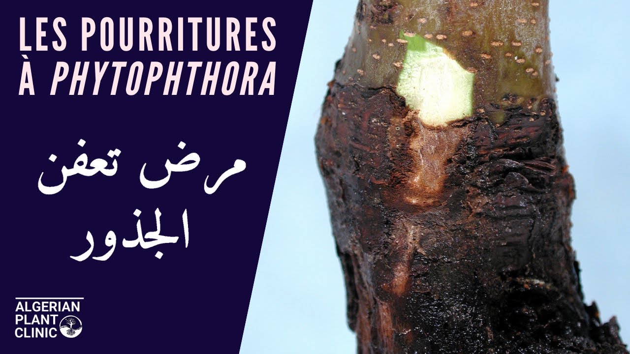 Root and Collar Rot - La pourriture radiculaire &agrave; Phytophthora