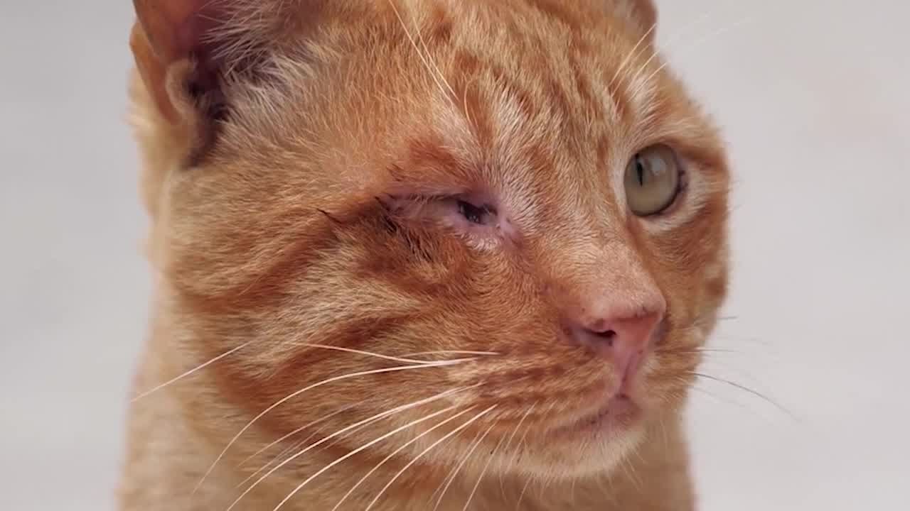 Ohio lawmakers pushing to stiffen penalties for animal abusers