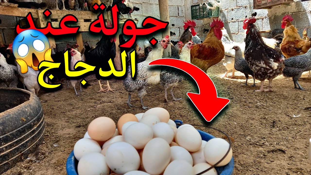 جولة في مزرعتي🐔/ جمع بيض الدجاج😲