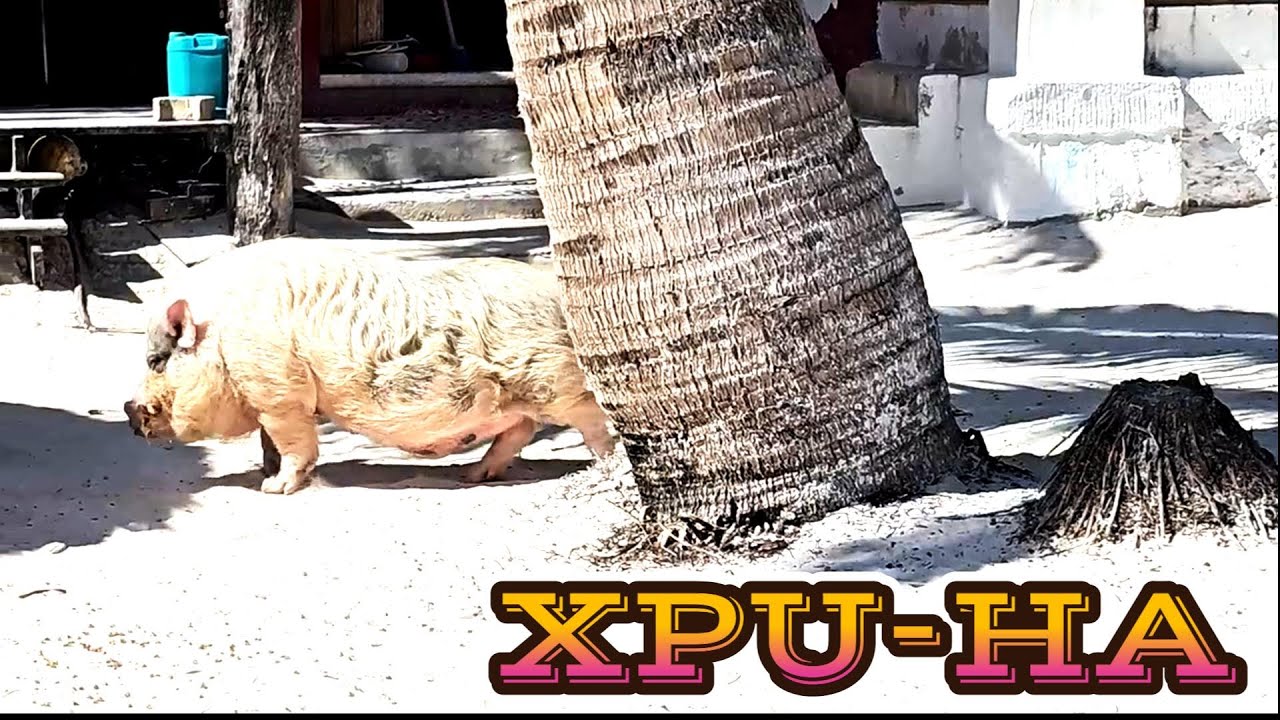 El paraiso en XPU-HA la playa MEXICO (Playa del Carmen Tulum )