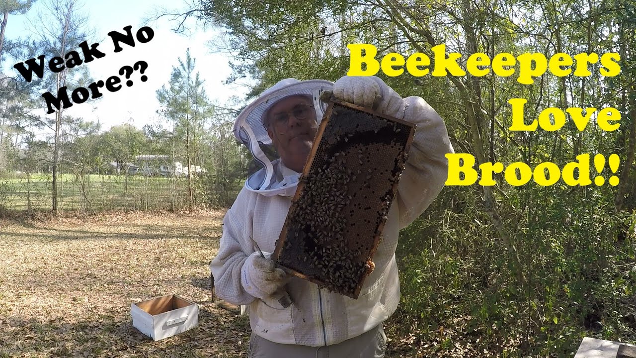 Spring Brings Brood | It's What Bees Do