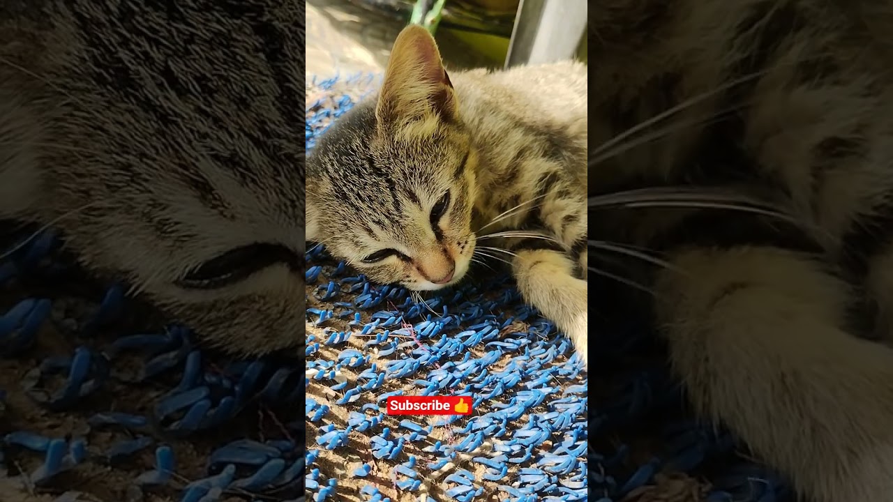 Cute kitten meow cat video 😹🐾🐈😺🐱😸