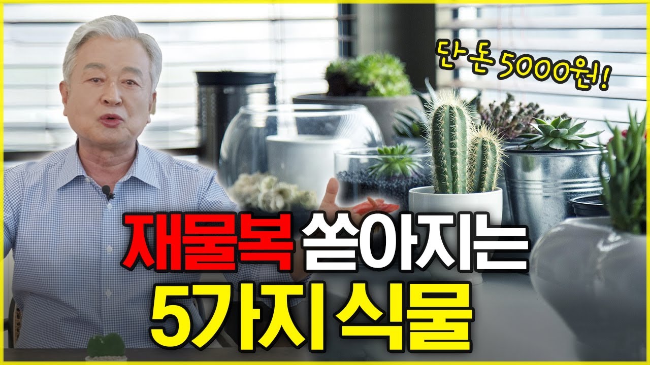 반드시 집에 둬야하는 재물운 끌어오는 식물
