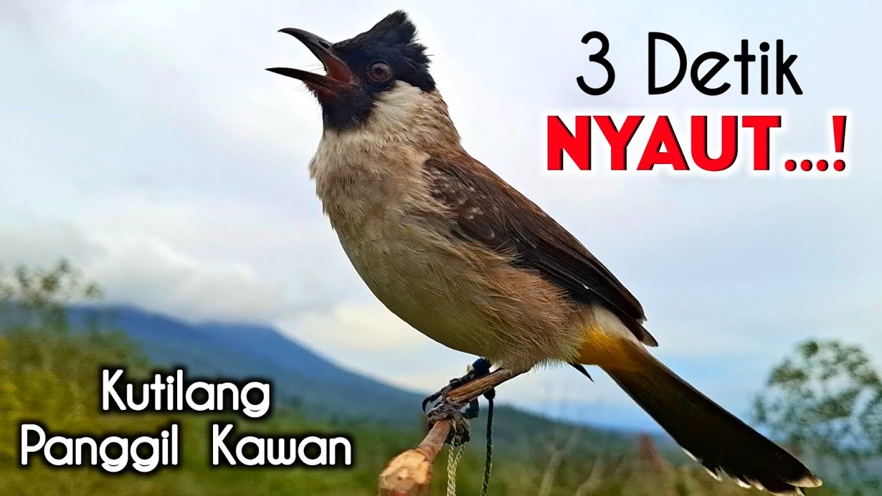 Suara Burung Kutilang Gacor Memanggil Temanya Cocok Untuk Pancingan Kutilang Bahan Agar Bunyi