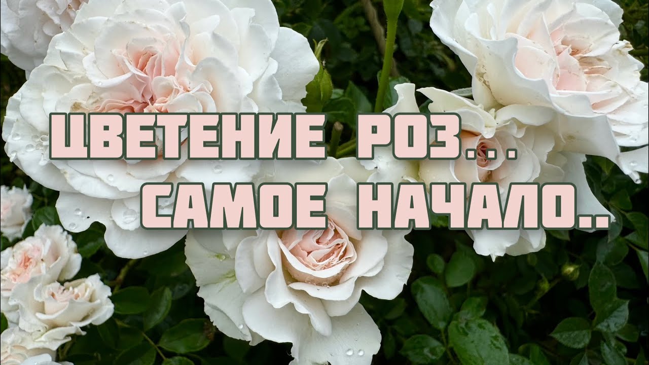 В моем саду началось цветение роз! Рассказываю о некоторых сортах!