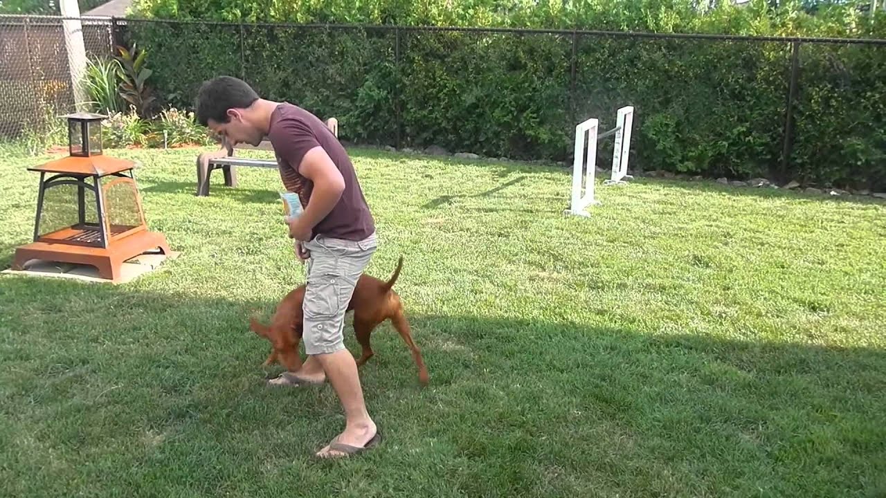 Vesper the Vizsla doing tricks