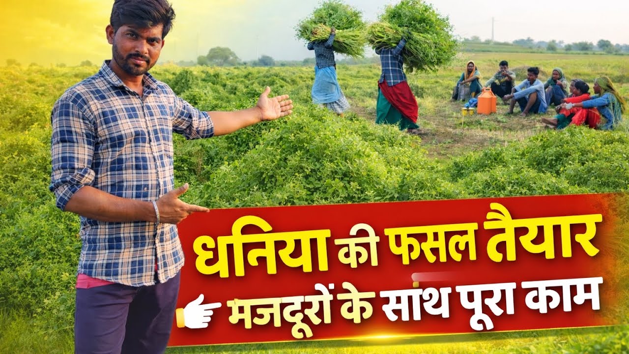 धनिया की फसल तयार मजदुरो पुरा काम 🤑trending video#blog video🤑 Aadivasi kuwrasingh mawda blog video