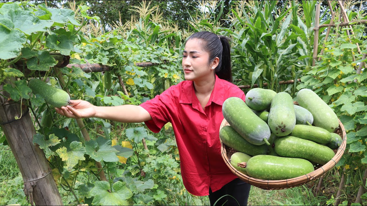 Time to harvest, Winter melon is good for my cooking | Cooking with Sreypov