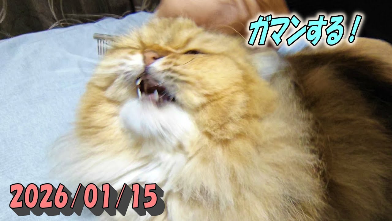 奥のしつこい毛玉を取るのに大人しくして我慢するひとみ　Persian cat Hitomi's relaxing days　2026/01/15