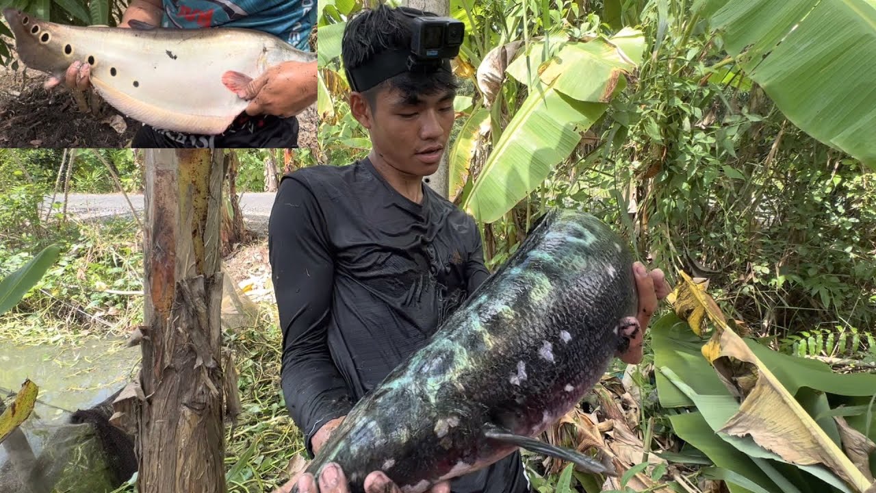 Kéo Luới Dính Cá Lóc Bong Khủng Ở Rừng U Minh