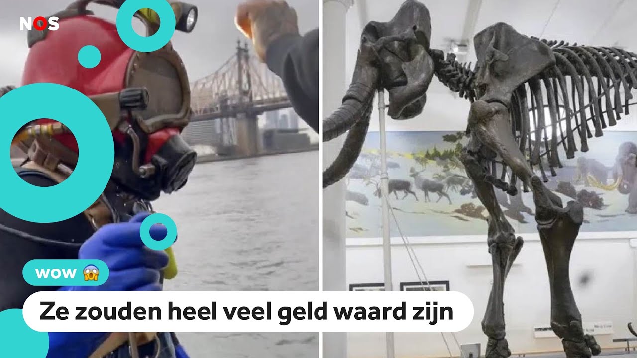Schatzoekers duiken in rivier op zoek naar mammoetbotten