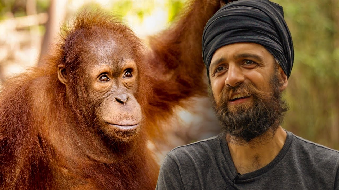 Volunteers Review the Nyaru Menteng Orangutan Sanctuary in Borneo  |  The Great Projects