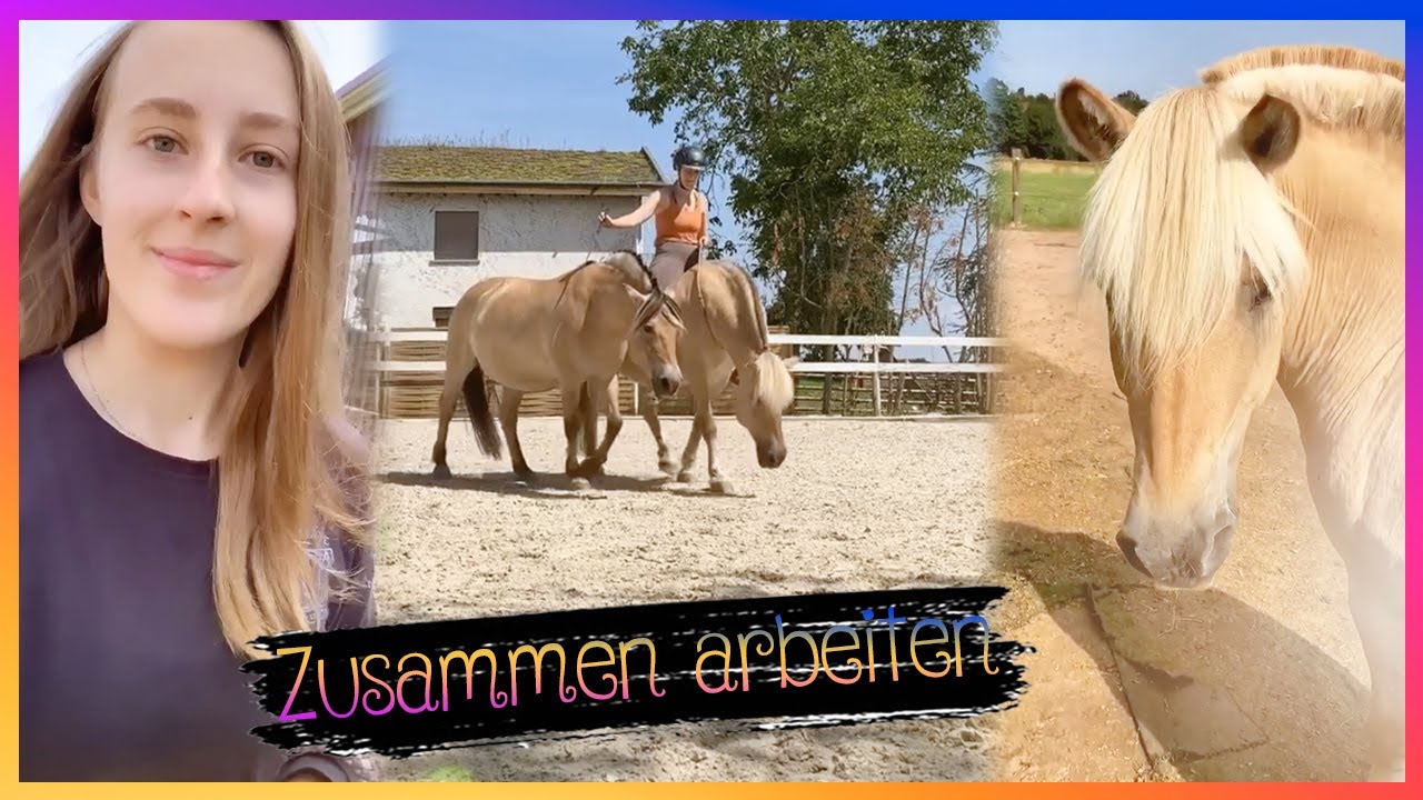 Anne arbeitet Kira und Tiffy zusammen 🐴 ✌🏼 | Storys auf Fjordis