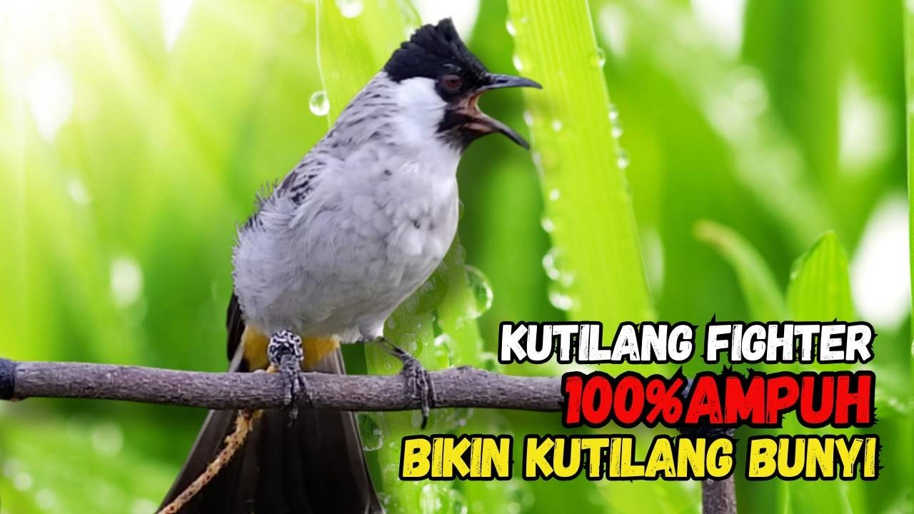 Suara Burung Kutilang FIGHTER Gacor  Cocok Untuk Pancingan Agar Bunyi