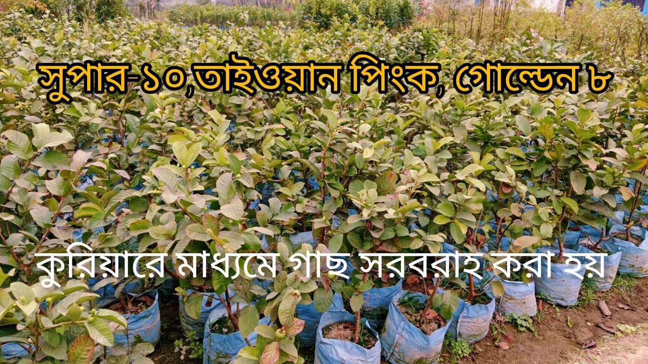 সুপার ১০, তাইওয়ান পিংক, গোল্ডেন ৮ ইত্যাদি সকল জাতের পেয়ারা গাছ পেতে যোগাযোগ করুন ০১৭৩৯৩৭৯১৭৮