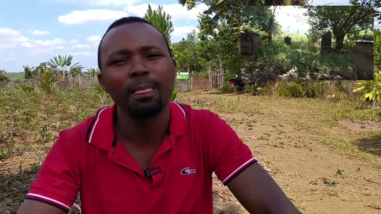 Apiculture à Madagascar : Rahery de Manakara