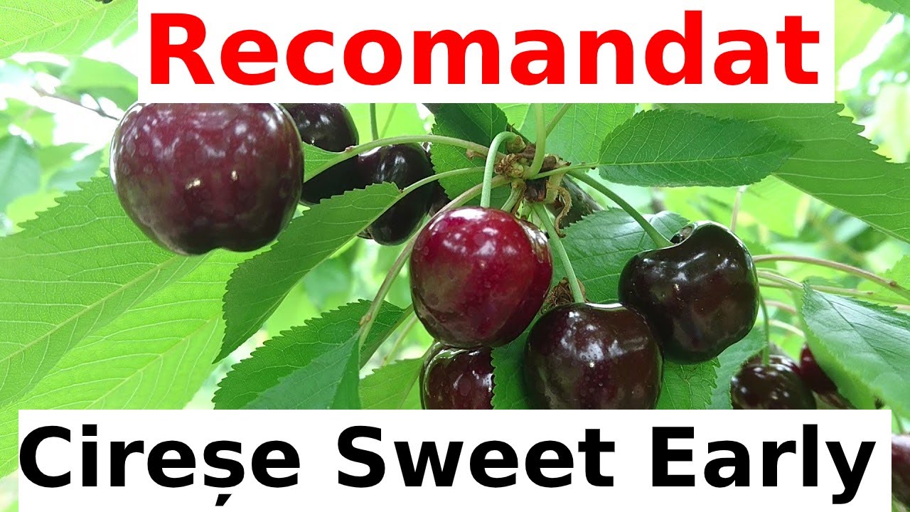 În livada lui Ion de cirese nu ți-e dor!!!