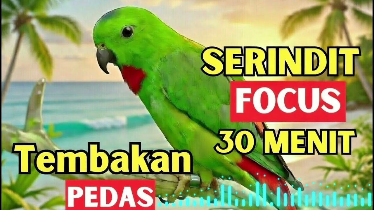 Serindit Masteran Cepat Masuk