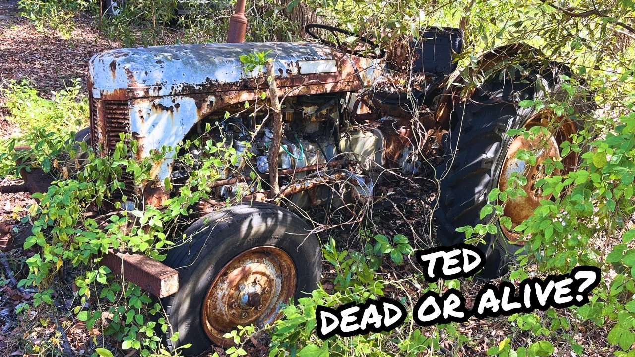 Will It START? Ferguson Tractor Sitting in the BUSH for YEARS!