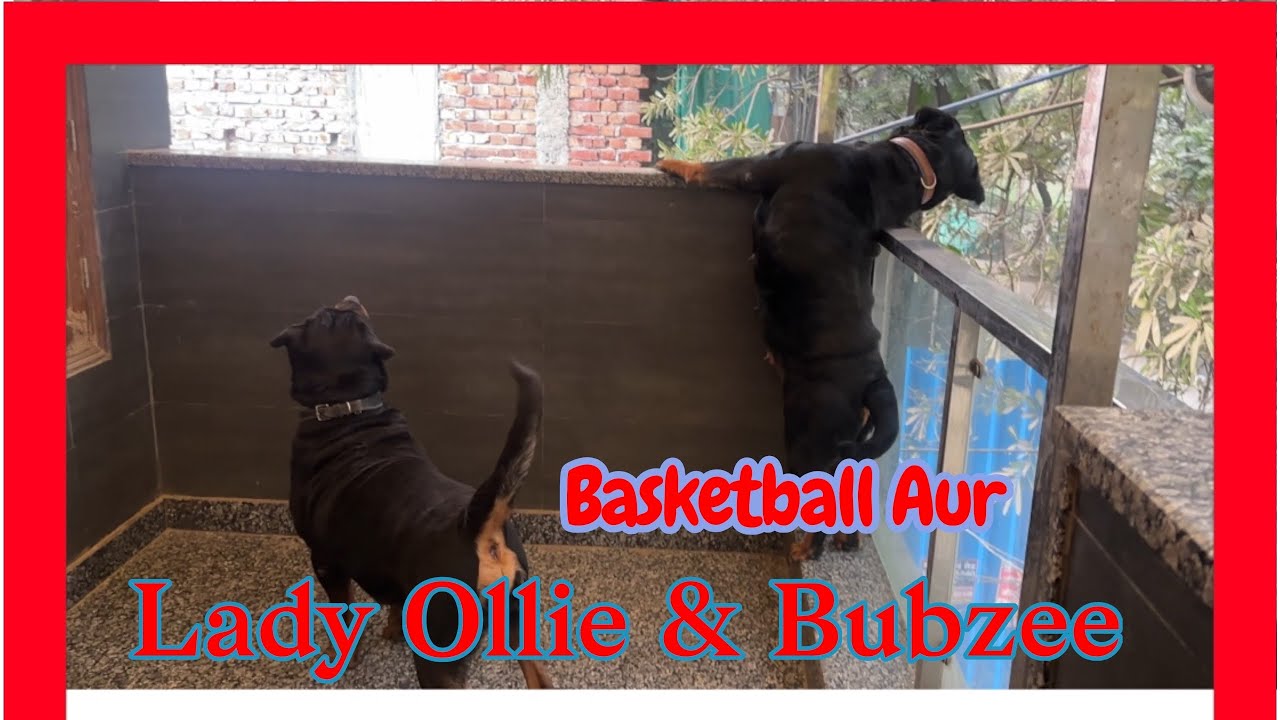 Rottweiler Bubzee Ne Lady Ollie Ki Basketball Faad Di: Khel Khel Mein Huyi Bohot Ladaayi 