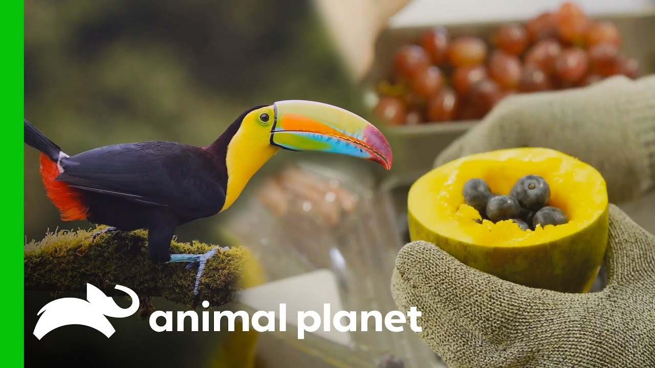 A New Toucan Moves In and Gets Some Tasty Snacks! | The Zoo