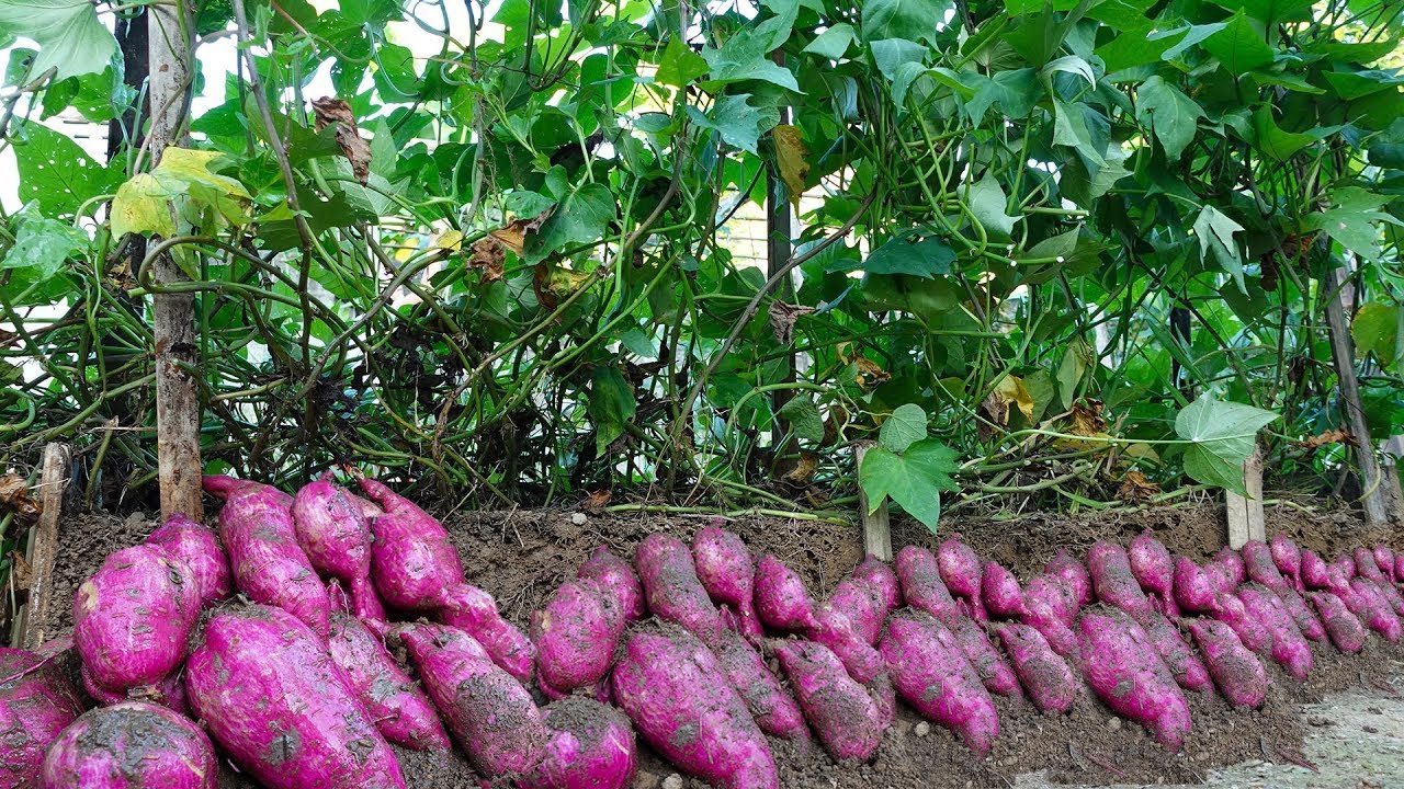 Essa colheita de BATATA DOCE vai te  surpreender!!  VIDA VERDE SISTEMAS SUSTENTÁVEIS