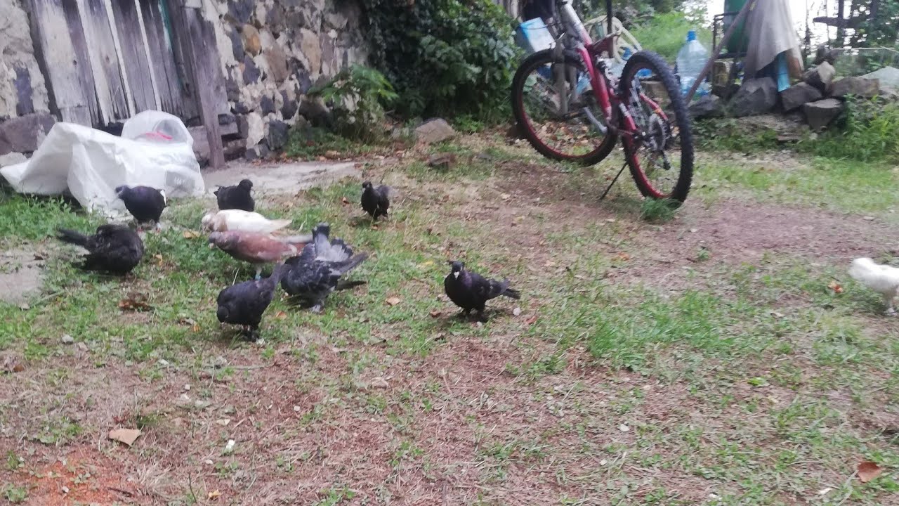 🕊️Yeni kümesimiz 🕊️
