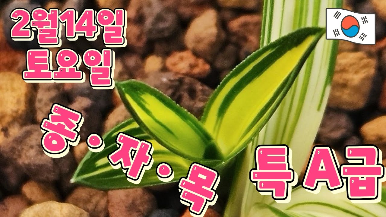 2월14일ㆍ토요일 ✨️10품종들입니다 ㅡ무명👍고급진💥💥💥 명품이 ~ 될 ~❤️특 종자  [4K]