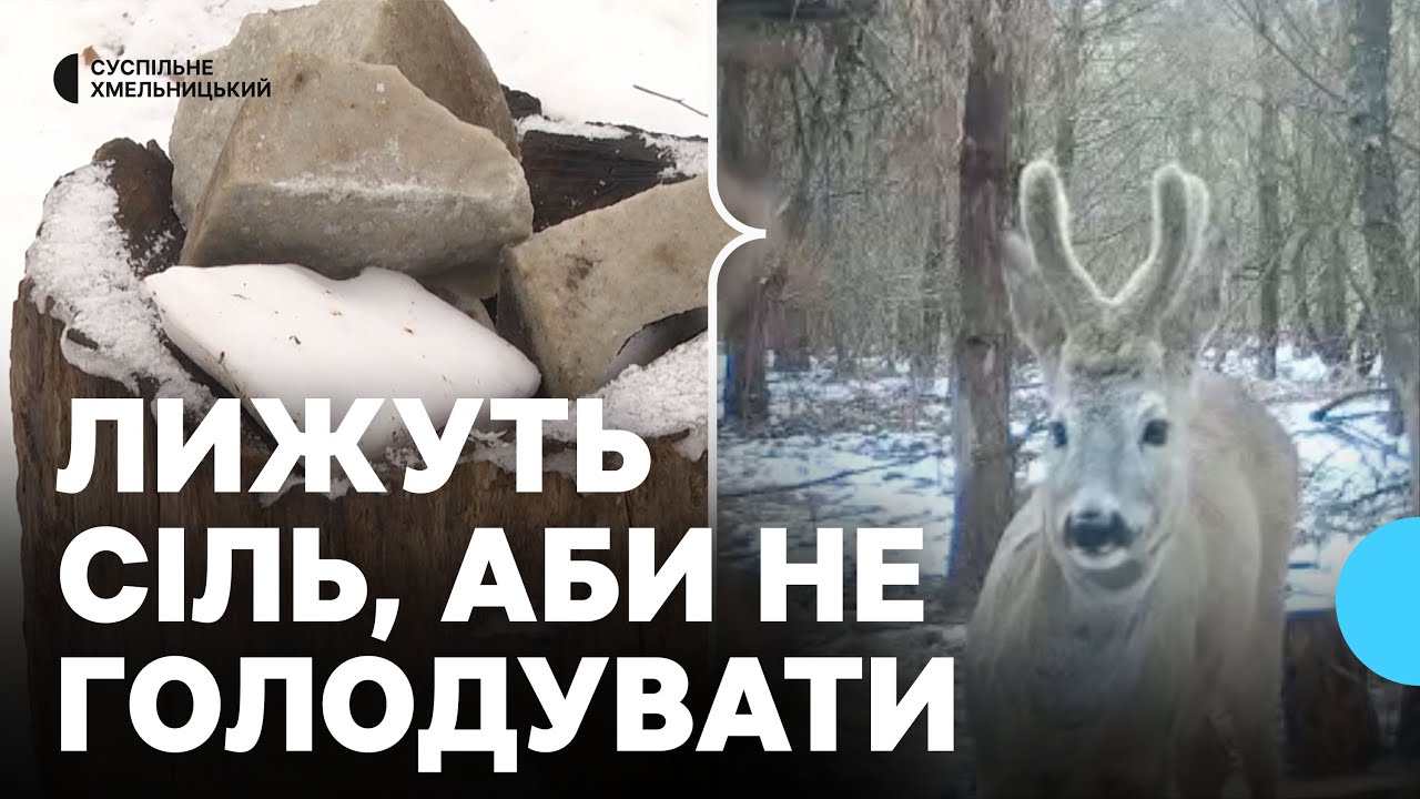 «Всі, хто є, приходять харчуватися»: як лісівники Хмельниччини підгодовують диких тварин