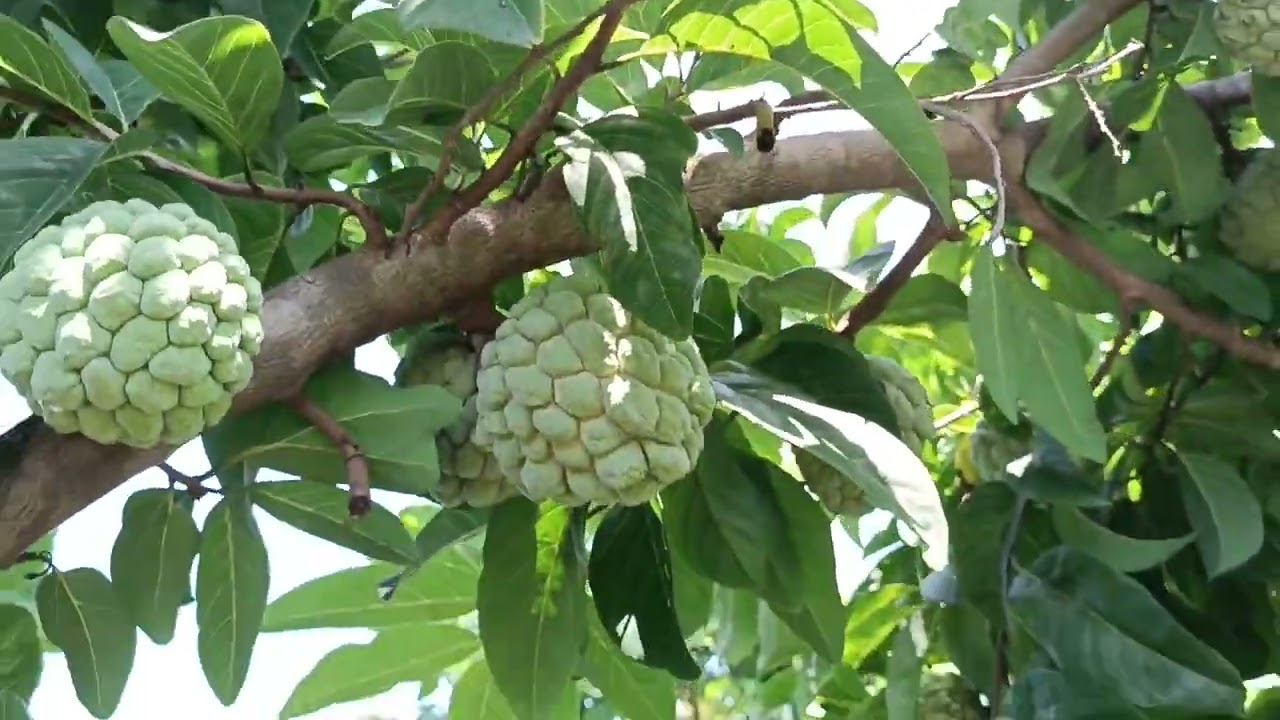 custard apple farming