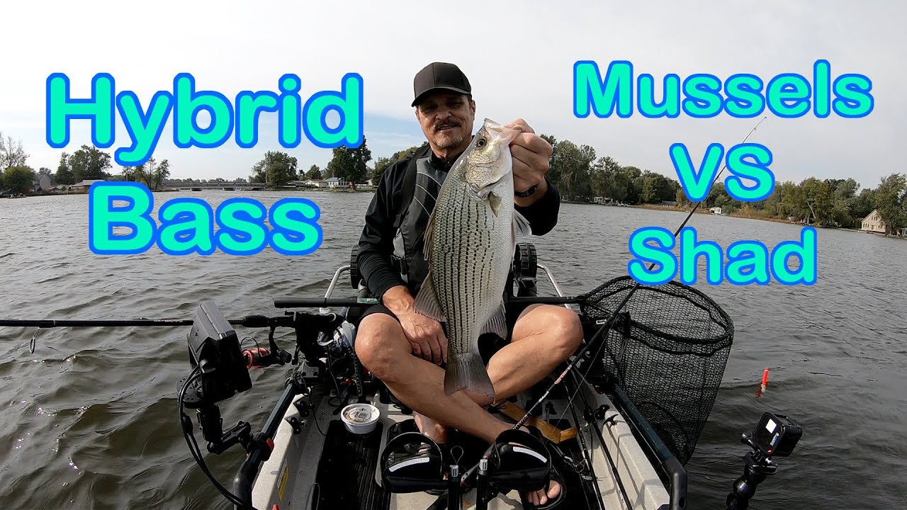 Wiper Fishing, Mussels VS Shad