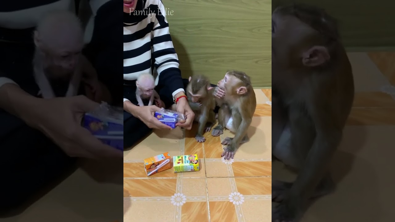 Baby Monkey Drinks Milk with Siblings 🍼🐒 | Adorable Family Feeding Time