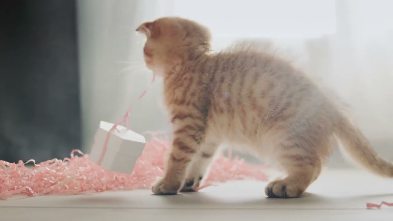 고양이 귀에 편안한 주파수│고양이휴식소