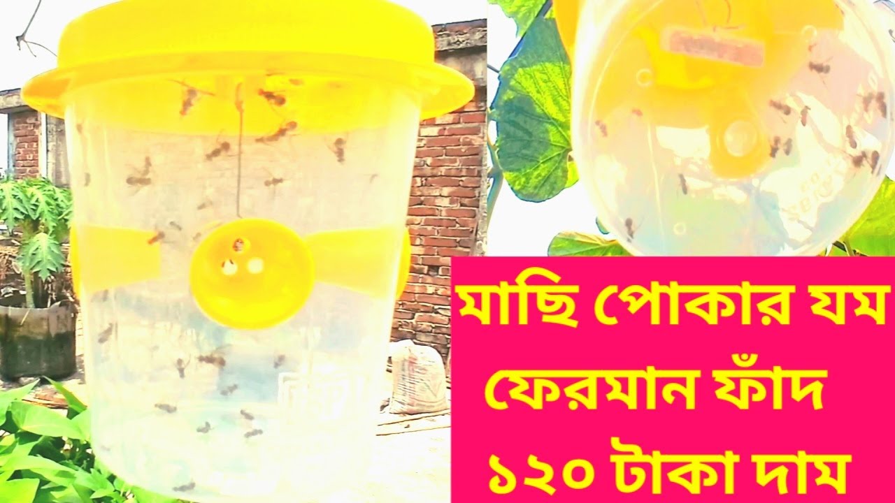 মাছি পোকা দমনে শক্তিশালী ফেরমন ফাঁদ দাম ১২০ টাকা ।how to kill fruit flies